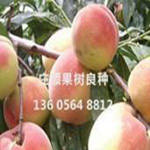 中华晚蜜(北京晚蜜)果树苗