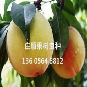 长湖院黄桃苗