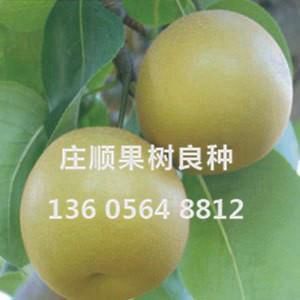 翠冠