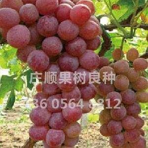 红提