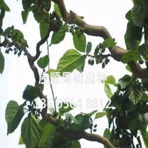 龙桑果桑苗