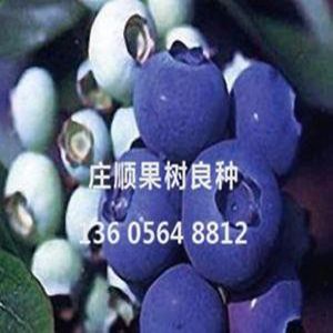 斯巴坦蓝莓苗