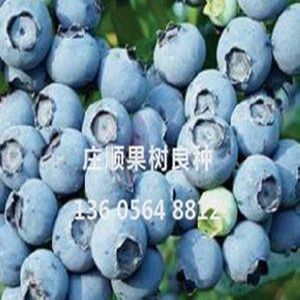 杰兔蓝莓苗