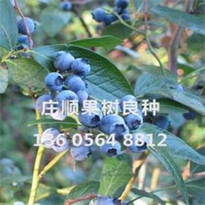 北陆蓝莓苗