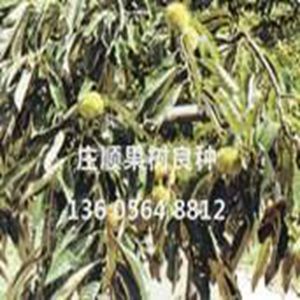 垂枝板栗