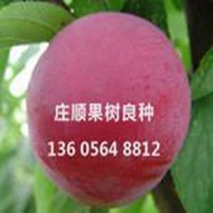 透姿李苗
