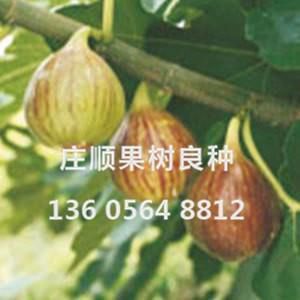 布兰瑞克无花果苗