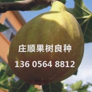 美利亚无花果