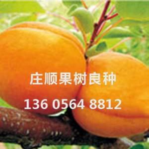 香满园杏苗