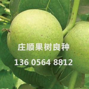8518核桃苗