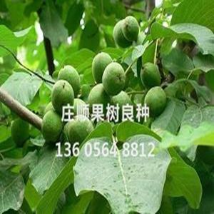 辽核6号核桃苗