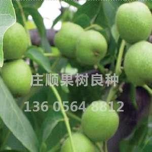 纸皮核桃苗